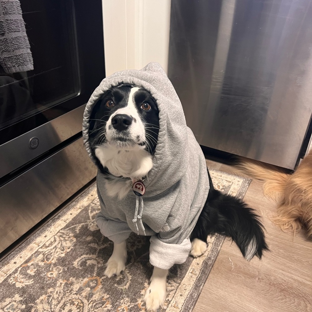 Meet your Posher, River!